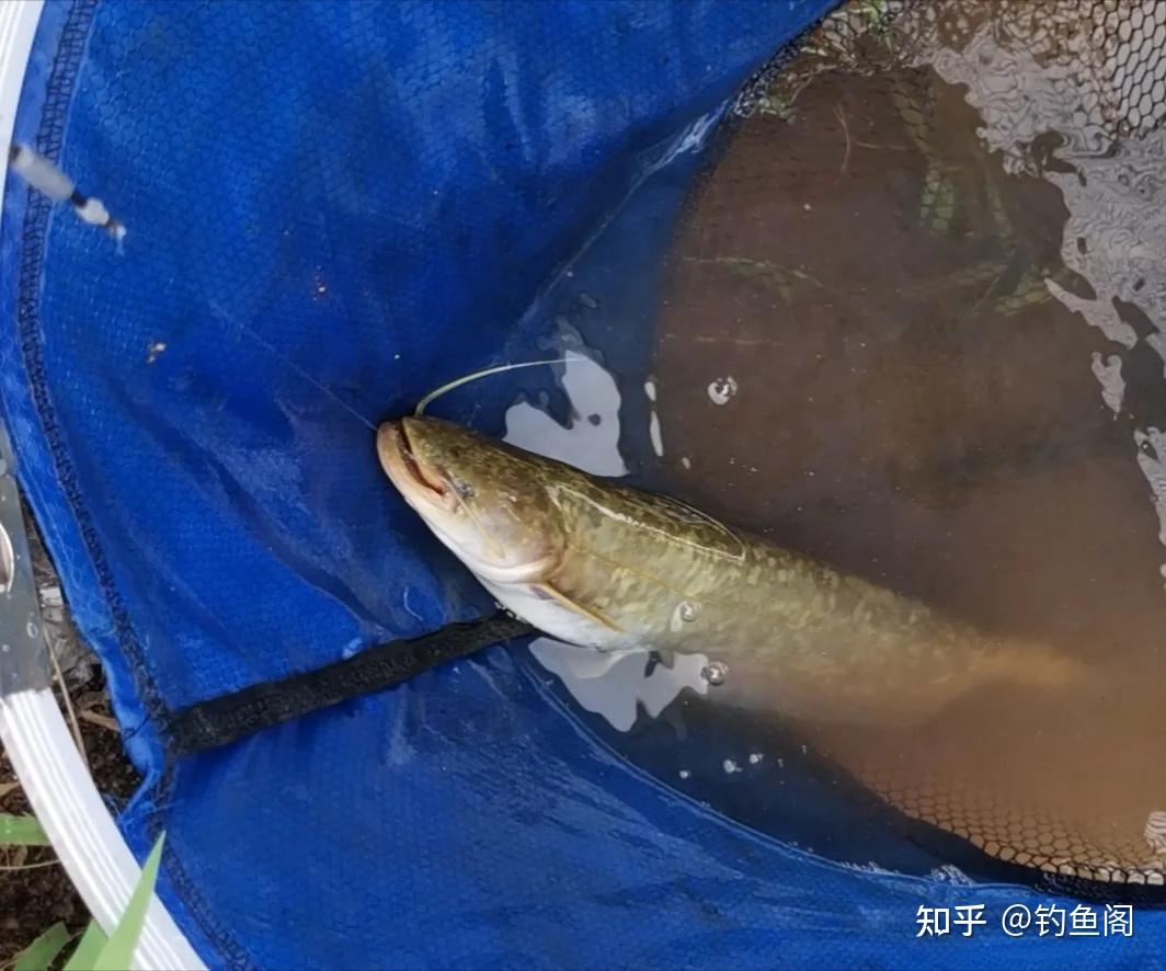 春季钓鱼用香饵吗_春天用香饵_春季钓鱼用香还是腥