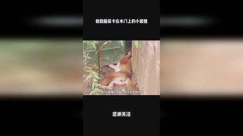 小狐狸钱包卡住了怎么退出来,小狐狸钱包卡住怎么办？教你轻松退出卡顿状态